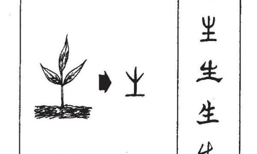 棕包的功效与作用及食用方法-棕包的副作用网-分享棕包什么营养价值，棕包的功效与主治知识库