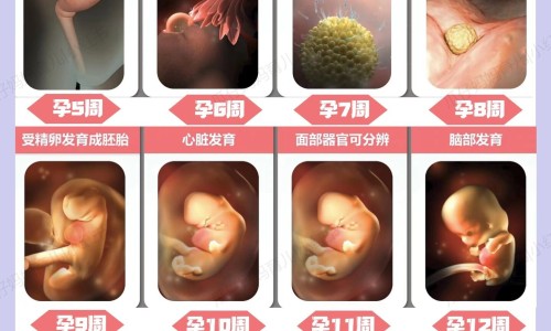 棕包有毒吗-棕包的副作用网-分享棕包什么营养价值，棕包的功效与主治知识库